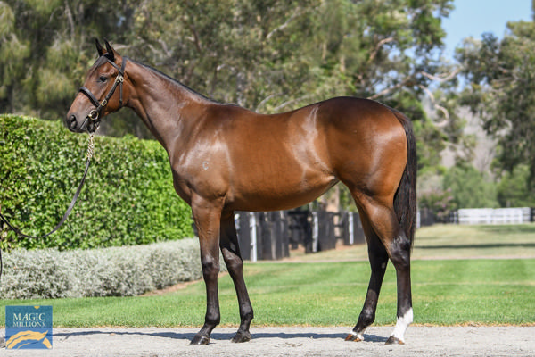 Wootton Way was a $290,000 MM purchase from Coolmore.