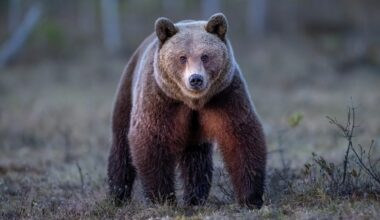 The brown bear (Ursus arctos) is a large bear species found across Eurasia and North America.