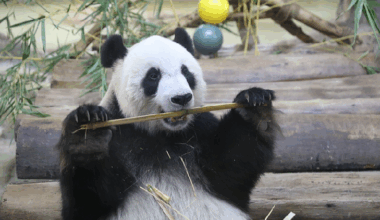 Live: Endearing moments of giant pandas in S. China's Hainan Province