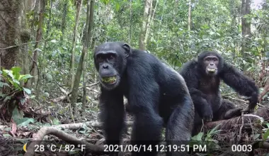 Wild chimps consume more alcohol than anyone expected