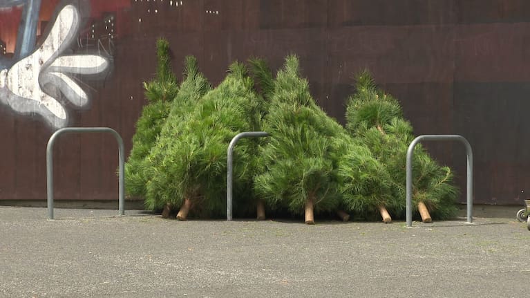 Christmas trees donated to the Auckland City Mission.