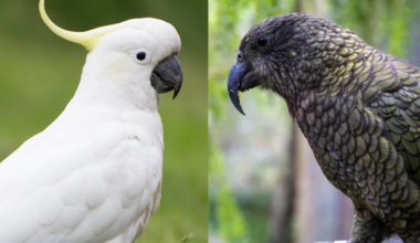 'Cheeky, curious' kea smarter than cockatoos: study