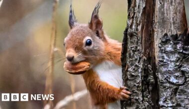 How 'citizen scientists' helped red squirrels return to Aberdeen