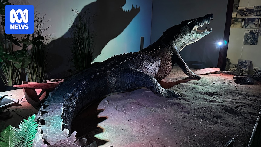 Record-breaking crocodile Cassius taxidermied for Green Island exhibit