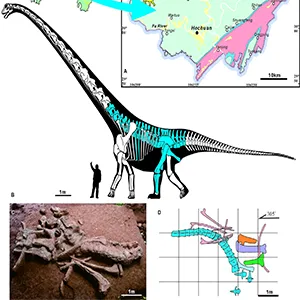Geographic and geological setting of the palaeontological site. (A) geological map of Hochuan (Chongqing, China); (B) Type specimen of Mamenchisaurus sanjiangensis sp. nov. in the field; (C) the field map of the elements; (D) the compose of the elements. Credit: Scientific Reports
