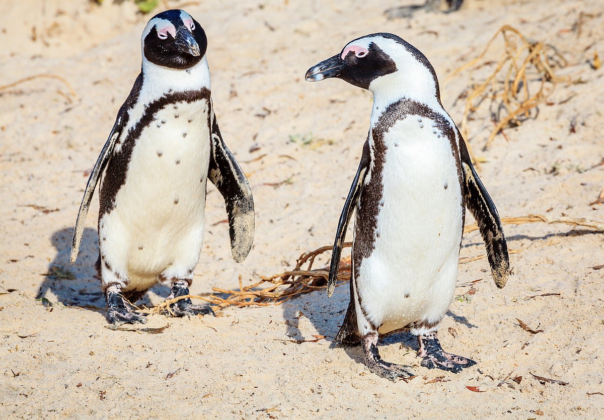 60,000 African Penguins Starved to Death, Study Reveals