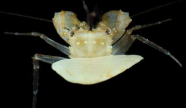 Scientists used specialized equipment to dive into the ocean’s ‘twilight zone.’ They found creatures never seen before