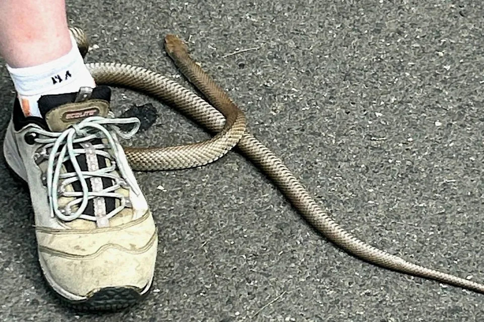 Reptile Relocation Sydney Facebook The snake trapped in the woman's shoe