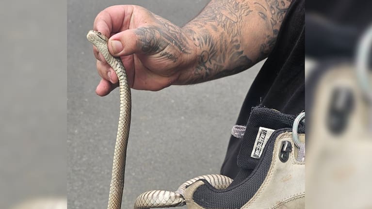 Eastern brown snakes were responsible for more deaths than any other Australian snake, with the venom potentially fatal in less than 15 minutes.