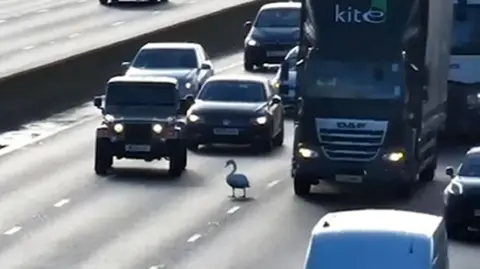 National Highways A CCTV still image of a swan standing on a motorway in front of several vehicles.