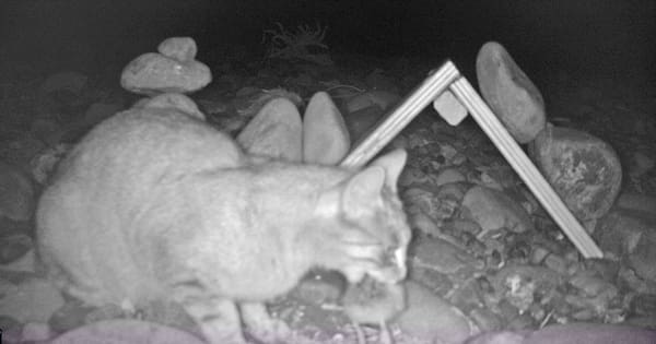 Lone feral cat caught after destroying entire endangered bird colony
