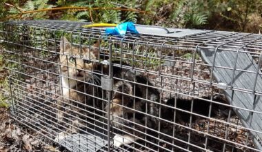 Govt’s feral cat changes 'validate' Nelson Tasman rules