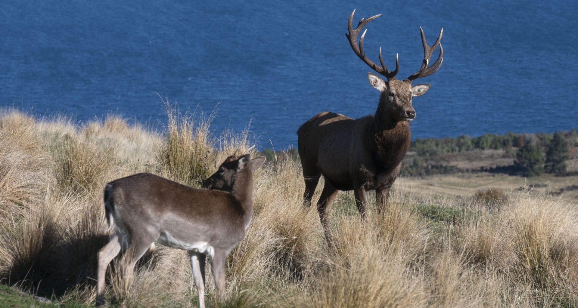 When 'free' meat doesn't come cheap