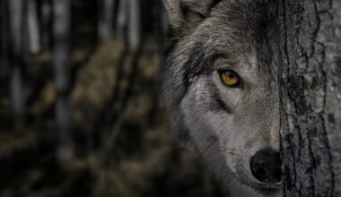 How Hollywood horror’s ‘killer wolf’ trope is sabotaging rewilding efforts