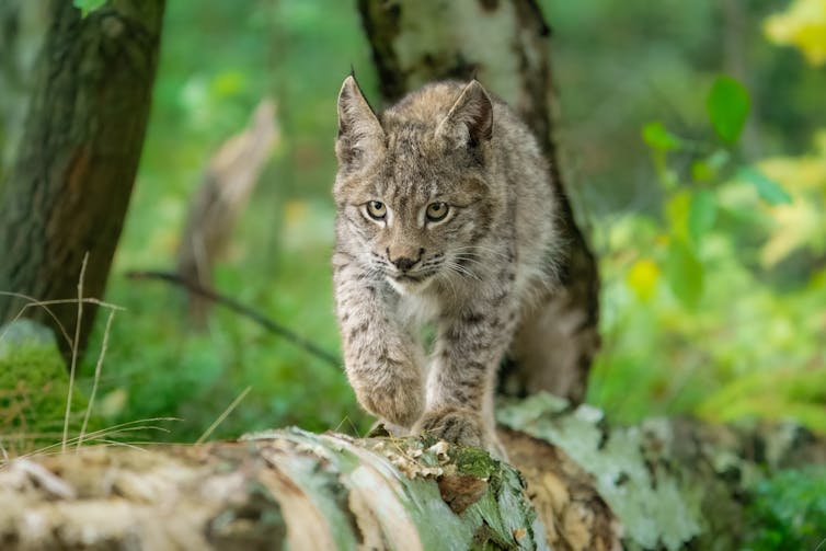 young lynx in woods walking towards camera