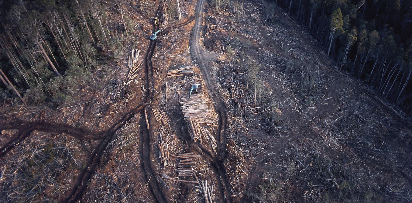 Australia has new laws to protect nature. Do they signal an end to native forest logging?