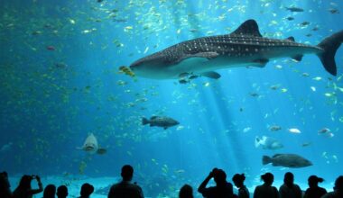 Sharks and rays get a major win with new international trade limits for 70+ species