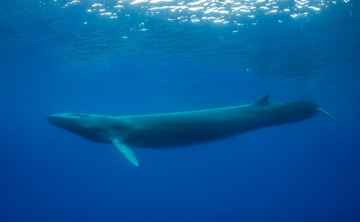 In this image you can see the characteristic black color of the left side of the jaw. Image was taken in the waters offshore from Pico Island in the Azores under special permit issued by the Regional Government of the Azores.