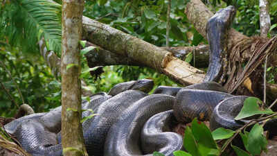 Fossils reveal Anacondas were giant predators for over 12 million years