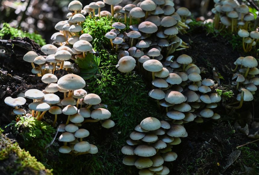 Sulpher head mushrooms, a very poisonous variety, sprouting from the trunk of a dead tree.