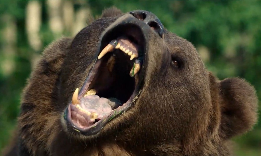 'Grizzly Night' Trailer - Fact-Based Bear Attack Movie Releases in January