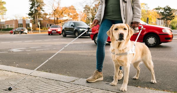 Attacks on guide dogs leave animals too anxious to work