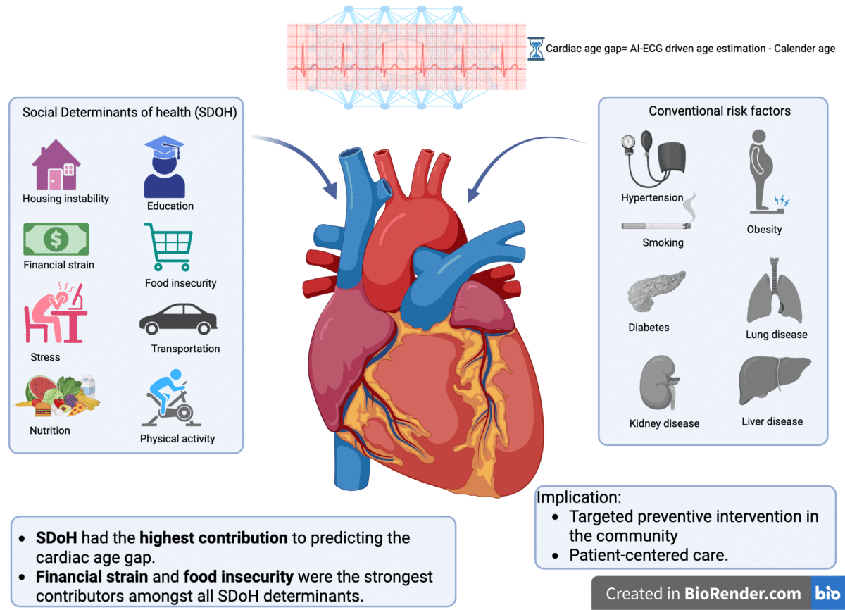 A novel analysis investigating the contribution of social determinants of health (SDoH) to cardiac aging has found that financial strain and food insecurity are the strongest drivers of accelerated biological aging and increased mortality risk. The study in Mayo Clinic Proceedings underscores the complexity and interplay of novel social risk factors that may contribute to cardiovascular events and emphasizes the need for targeted preventive interventions and patient-centered care.