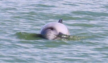 Hector's Or Maui Dolphin? One Of The World's Rarest, Smallest Dolphins Spotted Off New Zealand’s Coast