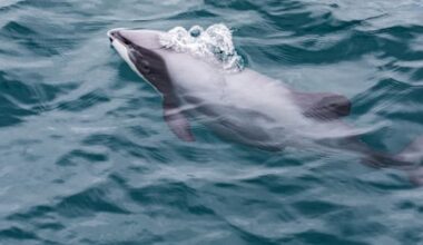 Rare dolphin spotted in Bay of Islands, DOC urges reports