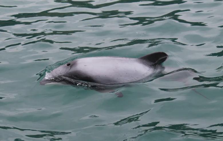 Rare dolphin sighted in NZ waters