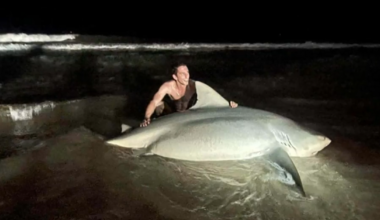 Massive bull shark caught off Queensland coast