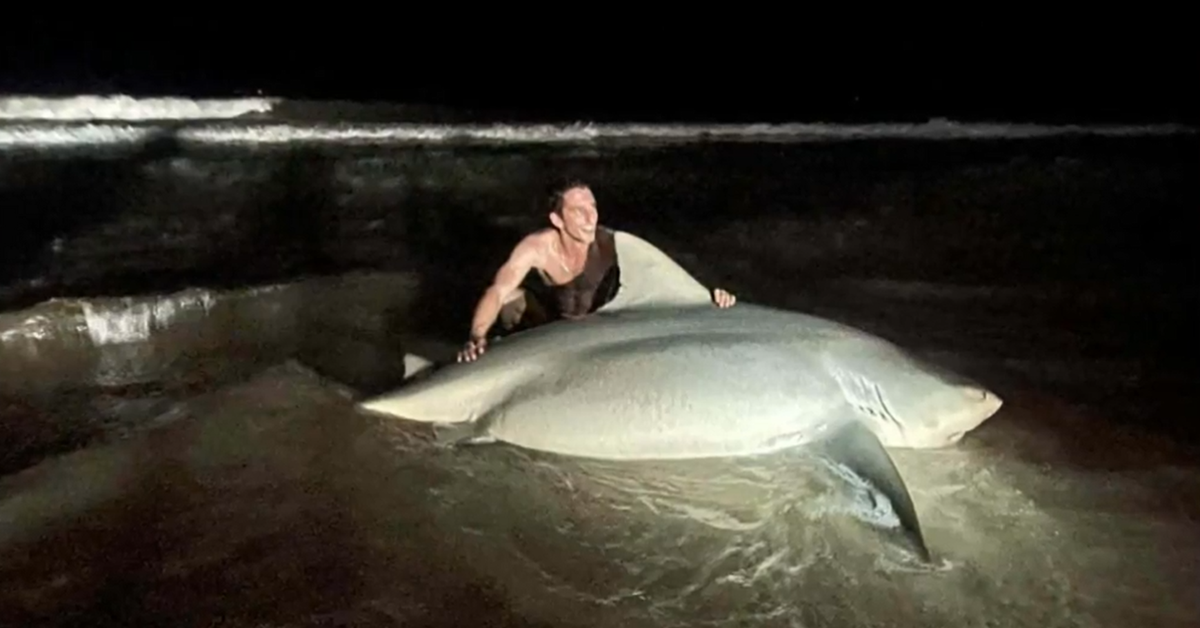 Massive bull shark caught off Queensland coast