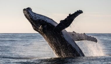 Humpback whales defeating extinction by a simple food hack