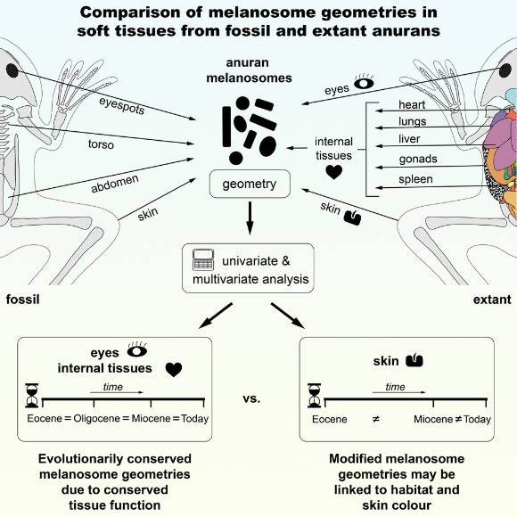 Falk et al. show that the geometry of melanosomes in the eyespots of fossil frogs from the Miocene and Eocene is similar to that of ocular melanosomes in living frogs. Image credit: Falk et al., doi: 10.1016/j.isci.2025.114220.
