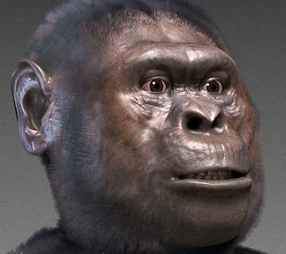 Forensic facial reconstruction of another Australopithecus species - A. afarensis. Image credit: Cicero Moraes / CC BY-SA 3.0.