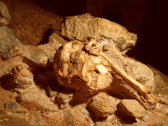The Little Foot fossil in the Sterkfontein cave, central South Africa. Image credit: Purdue University.