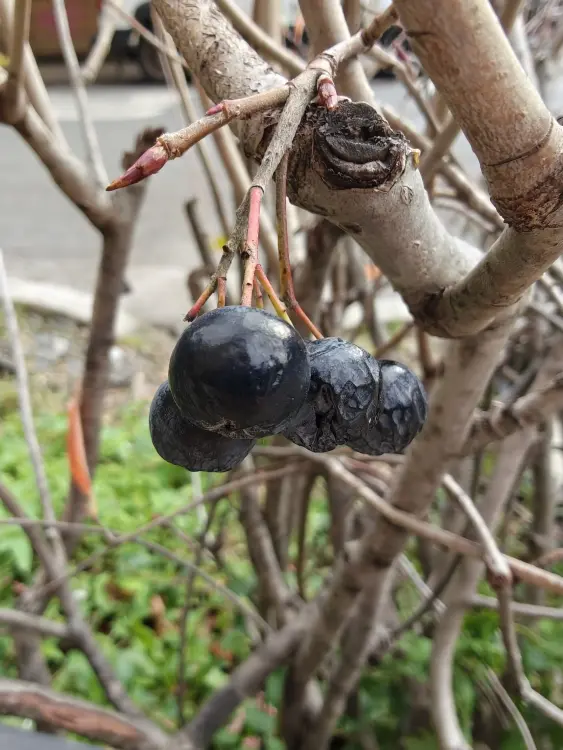 Berries taken using OnePlus 15 macro mode