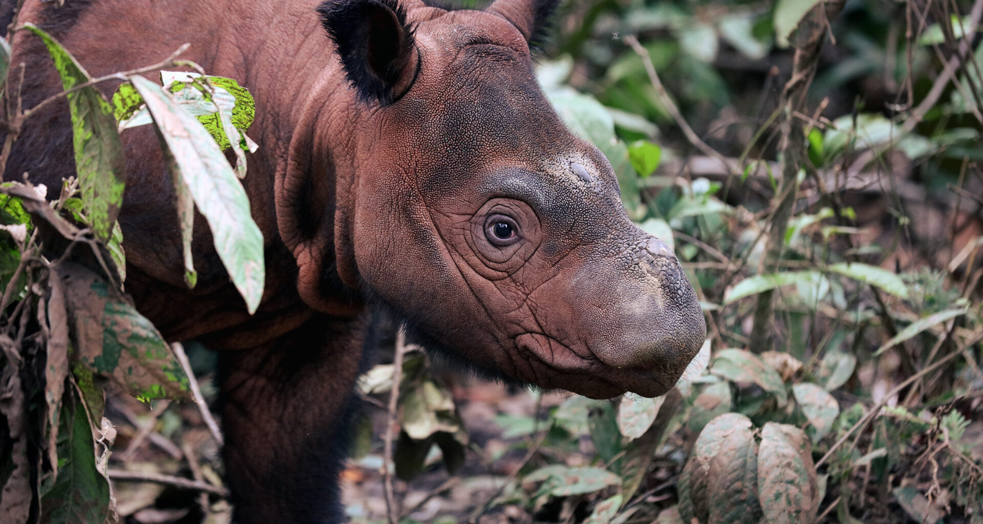 Pulp giant RGE admits possible deforestation breach in Bornean wildlife habitat