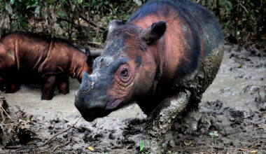 Can anyone save the Sumatran rhino?