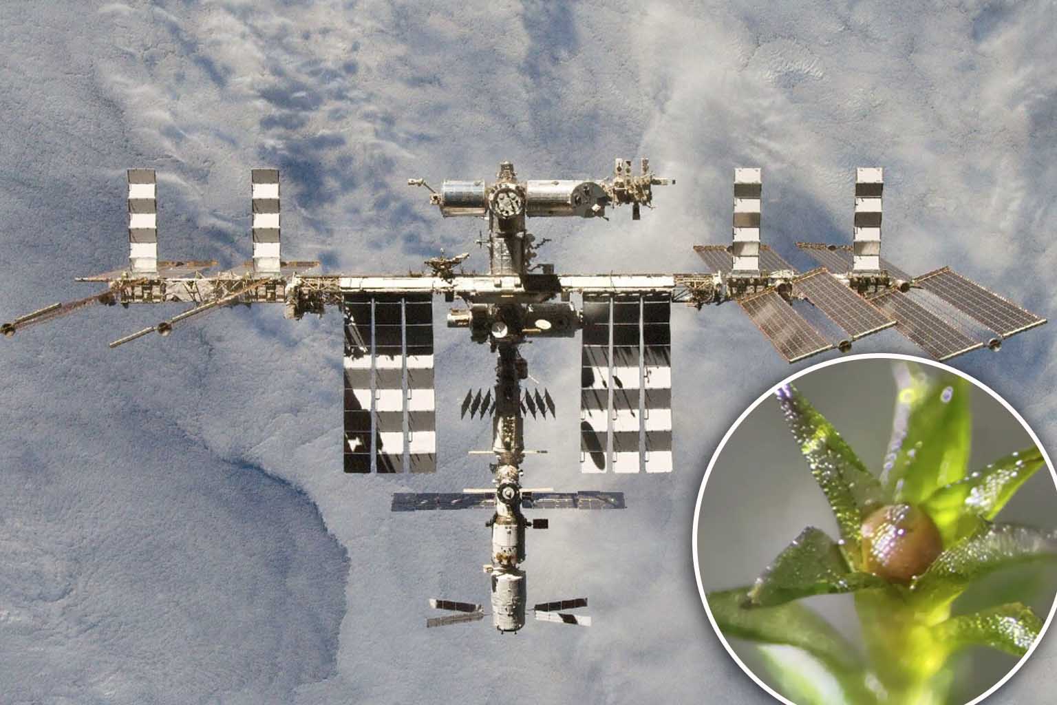 International Space Station : moss experiment continues growth study on Earth