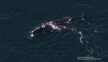 A rare right whale spotted off Ireland resurfaces near Boston