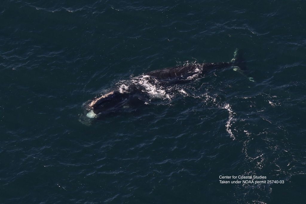 A rare right whale spotted off Ireland resurfaces near Boston