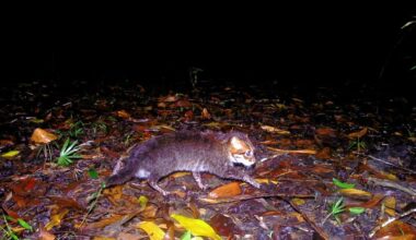 A camera trap photo of a flat-headed cat walking across the forest floor at night in Thailand.