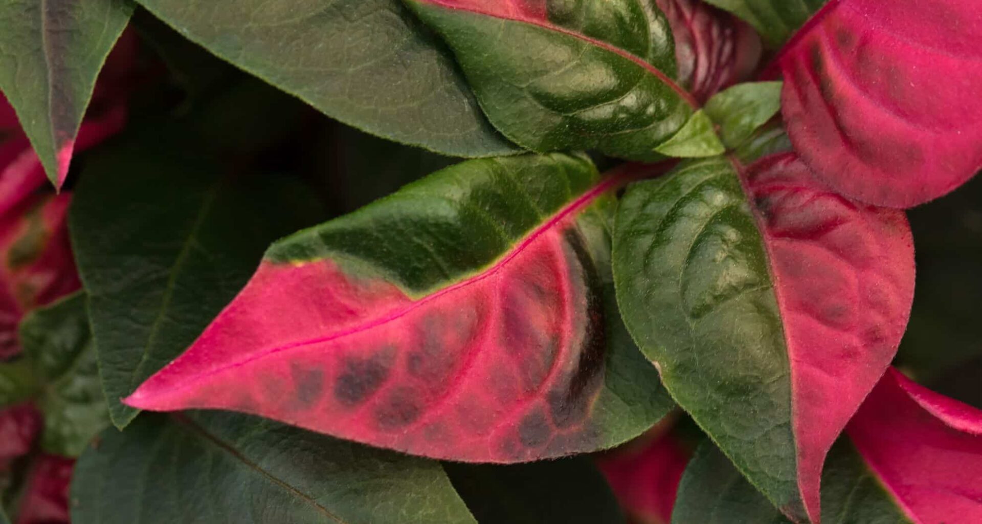 Joseph's Coat's plant (illustrative Image)