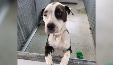 Man jailed for beating dog with shovel