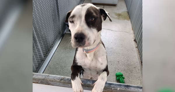 Man jailed for beating dog with shovel