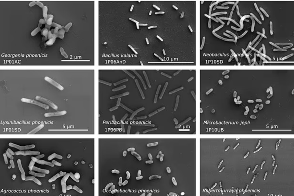 Micro-organisms found in the cleanroom