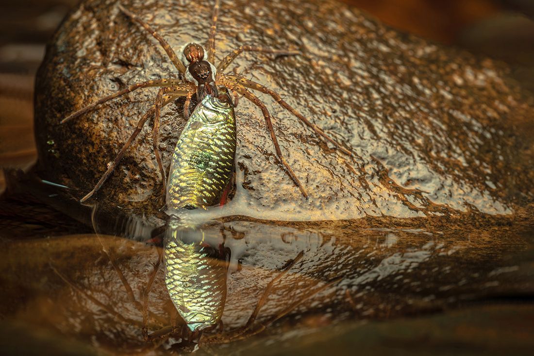 A large spider is seen on a wet, dark brown rock, holding a small, metallic green and yellow fish in its fangs, with the fish's reflection visible in the water below.
