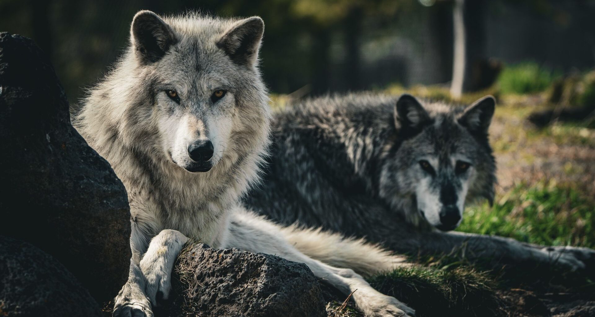 Two grey wolves lying down, facing the camera.