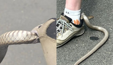 Deadly snake gets stuck in Australian woman’s shoe during bushwalk